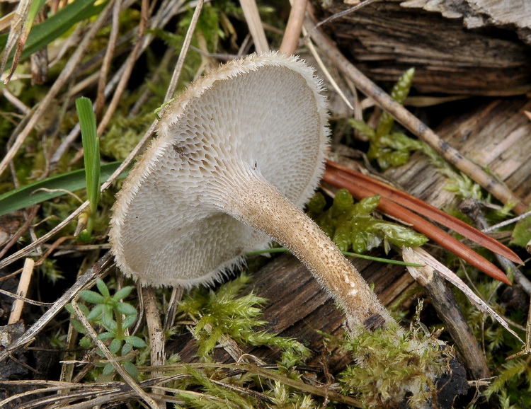 Polyporus arcularius Rostk
